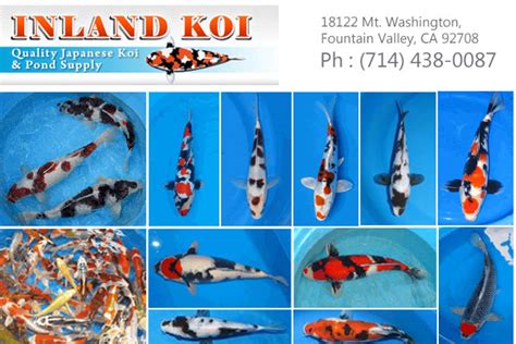 order koi fish|Inland Koi .